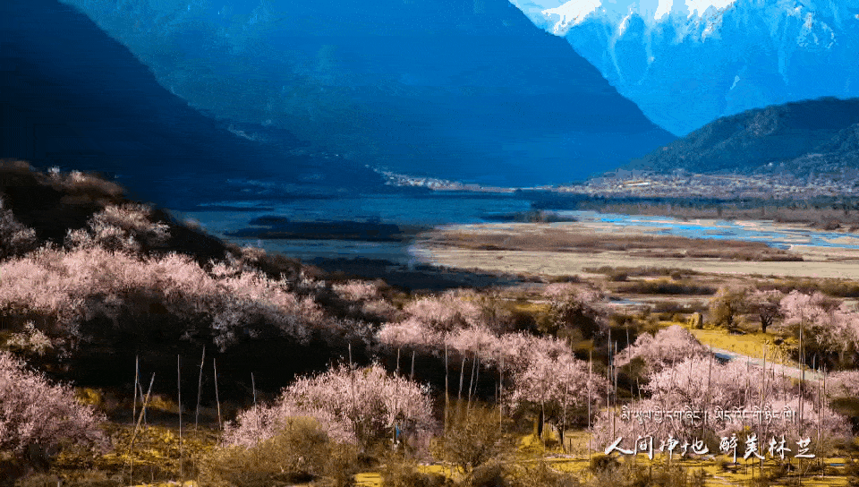 2021年西藏林芝桃花旅游文化节活动清单，一起奔赴雪山花海吧