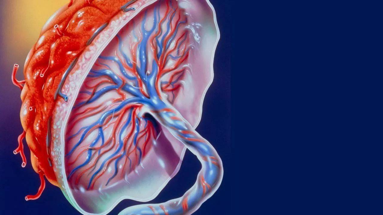 原创胎盘真能吃看完4种处理办法还是最后一种最靠谱