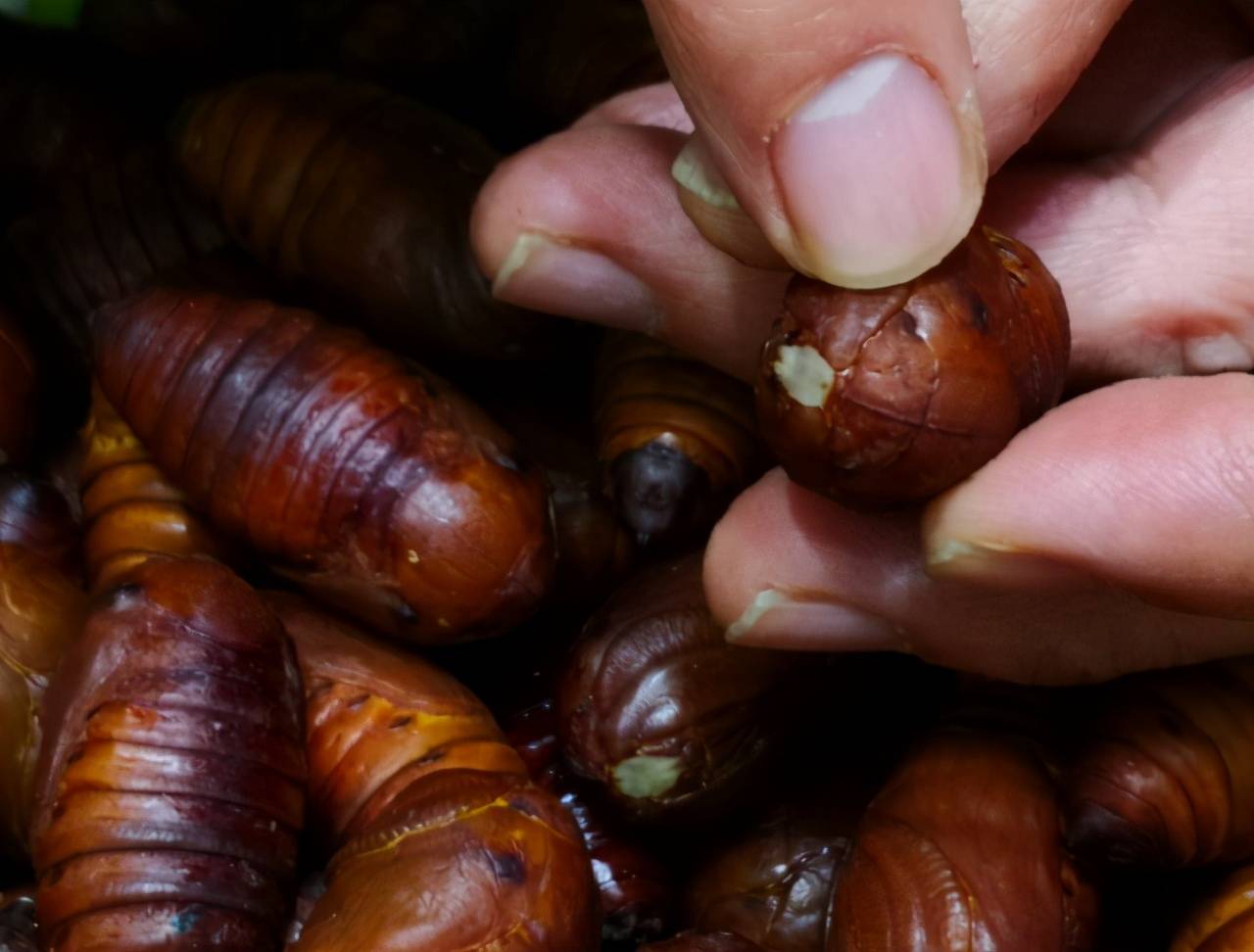 买蚕蛹,黄的黑的哪个好?认准这3点,蚕蛹新鲜营养足,好吃