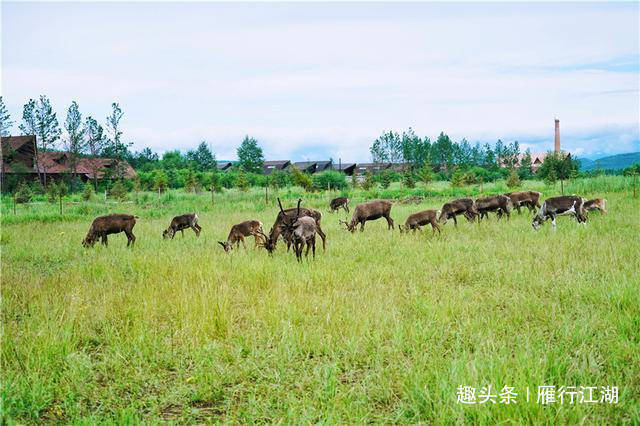 中国最后一个狩猎部落在内蒙，从贝加尔湖迁徙而来，以驯鹿为生
