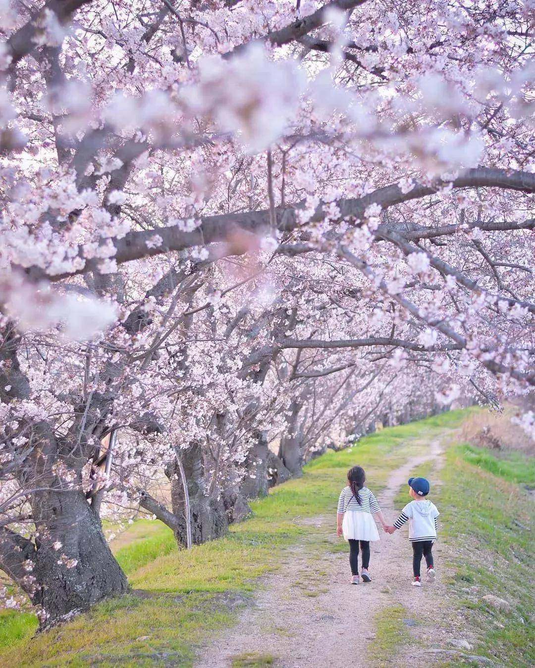 日本爸爸镜头下的“四季幸福”，看过的人都想去日本了…...