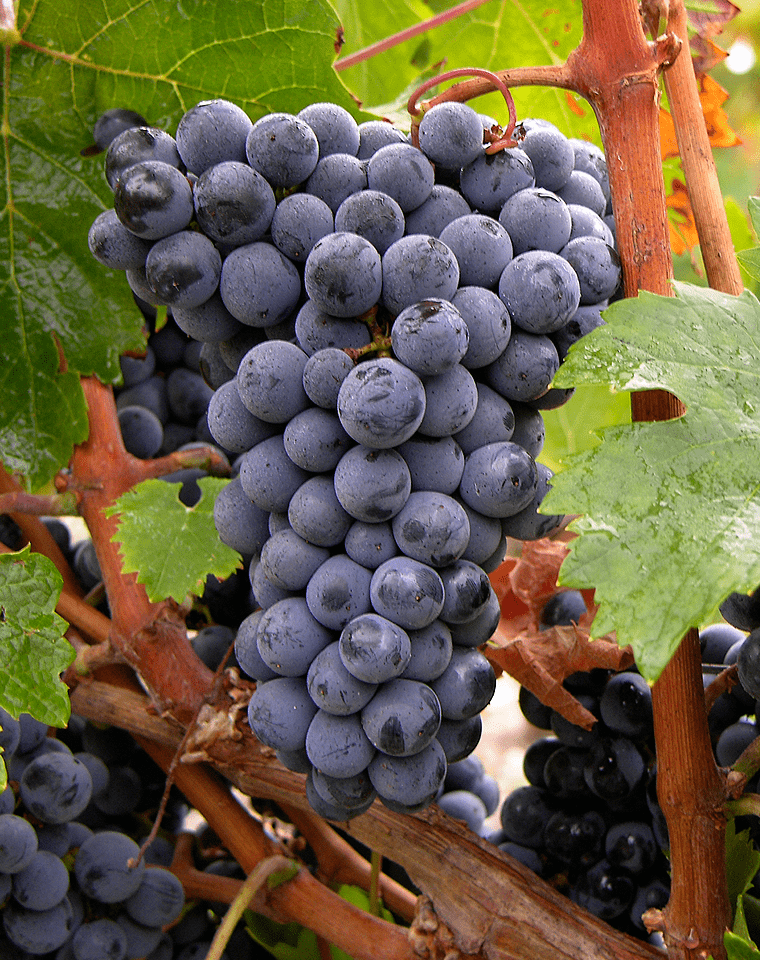 波尔多葡萄品种图片