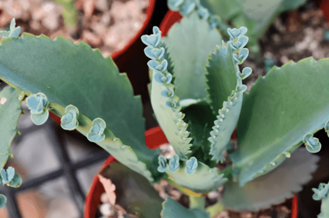 原创多肉植物不死鸟,又名落地生根,春天养殖该注意哪些事项?