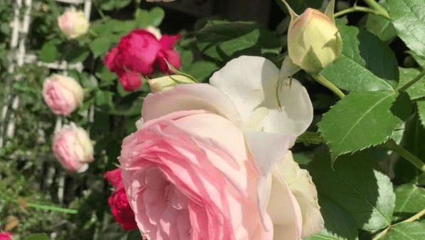 a8c3ce87fff04e26ae95117f61de645a.png