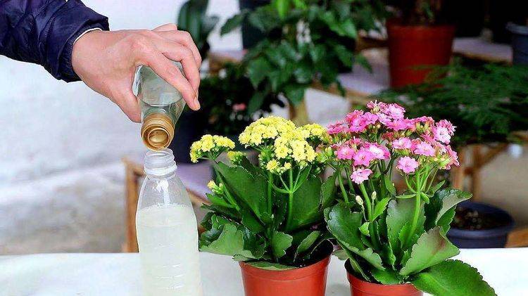 原创想养花不知道从哪下手新手朋友要学会3个方法是养花的基础