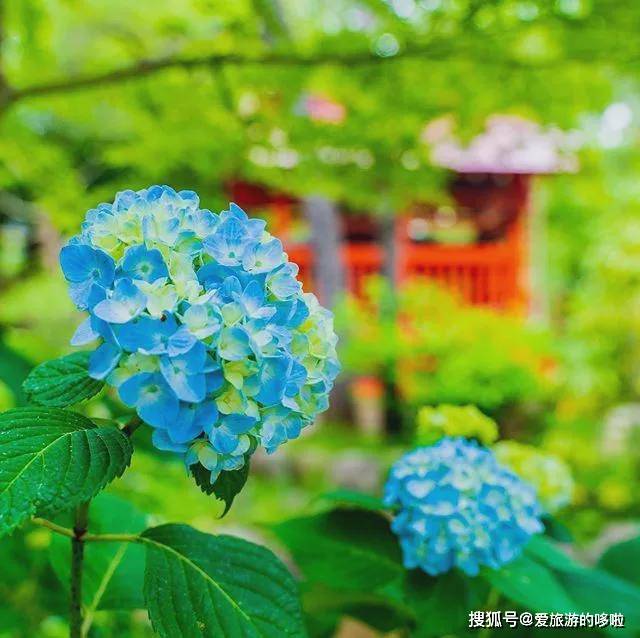 日本最美紫阳花观赏指南 带你开启一场仲夏夜之梦 地址