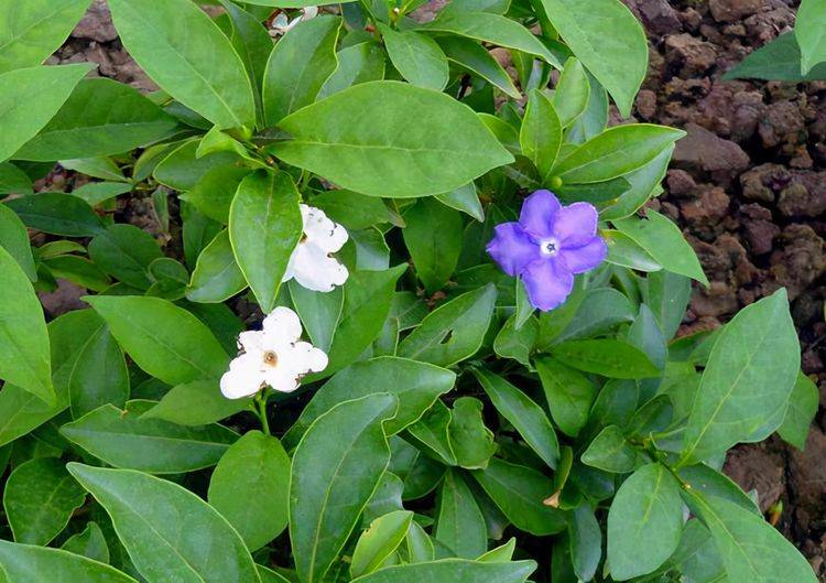 一朵茉莉开两色花花香浓郁颜值高名叫鸳鸯茉莉