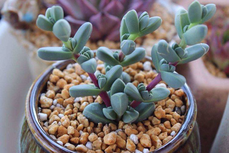 原创碧玉莲鹿角海棠长得相似叶子都是棱角分明肉嘟嘟该怎么区分