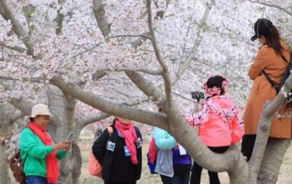 中国式赏花：爬上樱花树、制造樱花雨，网友：请别再自私了！
