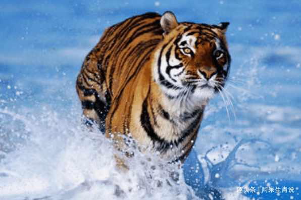 石氏金园无此艳，九三鼎内烹如酪是什么生肖是啥动物，完美解析解释