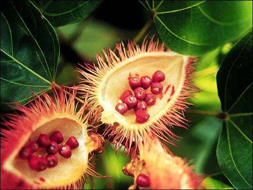 关于胭脂树橙 这里有你想知道的 色素