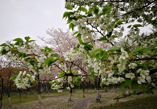 武汉的“春日限定”，樱花美景免费参观，适合春游遛娃，不要错过
