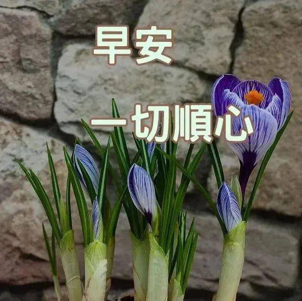 原创最新版早上好的温馨祝福短信 微信朋友圈最美早上好问候语图片