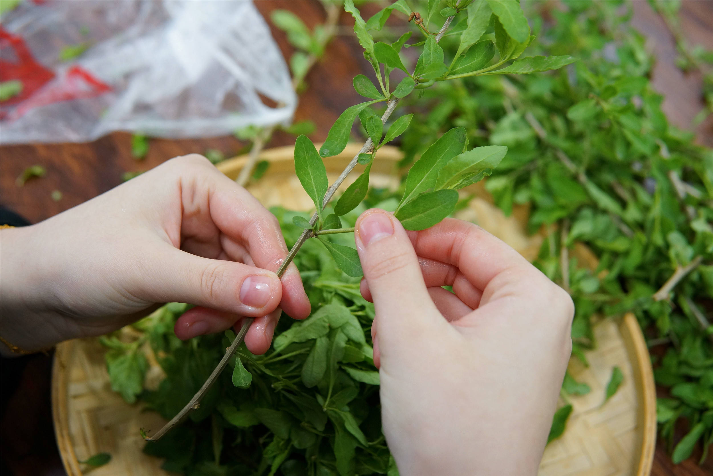 春天枸杞芽是个宝随手摘一筐每周吃几次春季懂得吃才更健康