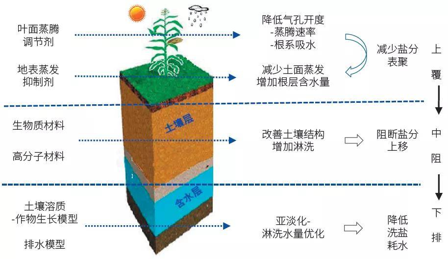 滨海盐碱地"上覆 中阻 下排 长效控盐技术体系