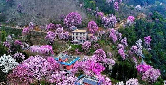 中国最大的百年辛夷树林：清明时节，美如仙境