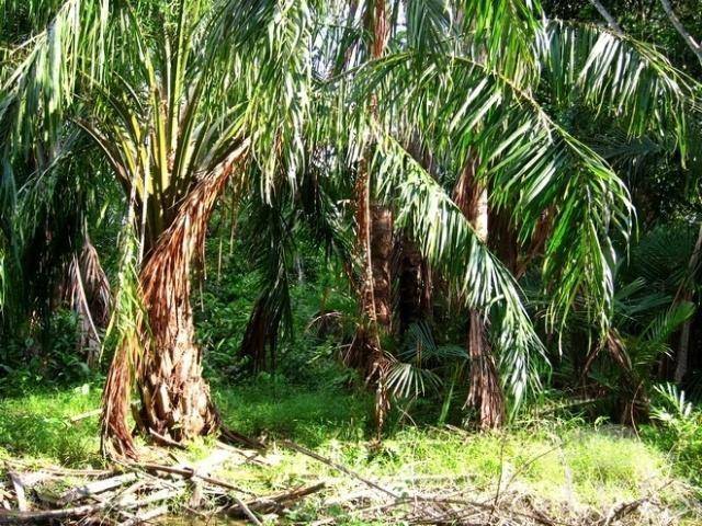 泰国一神奇的树木，外形和椰树差不多，一棵却能产数百斤“大米”