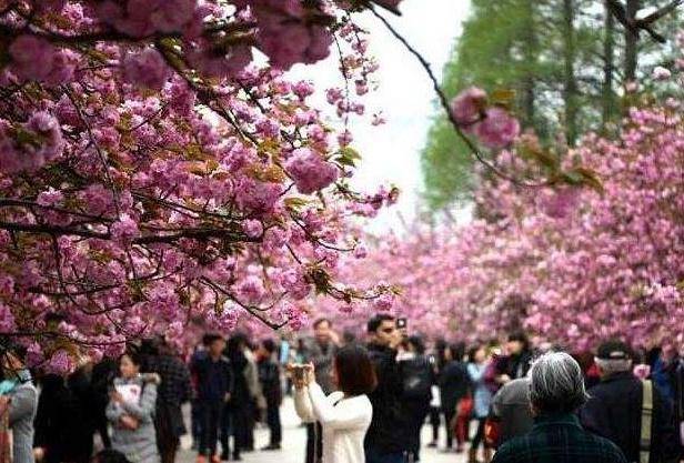 我国三个著名的樱花圣地，两个在江苏，风景不逊色于日本