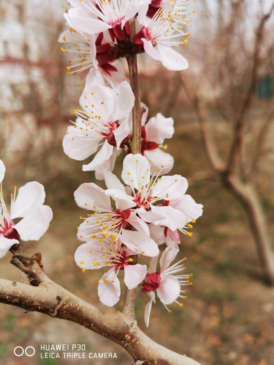 杏花开在春天里 李志强 杏花开在春天里 李志强