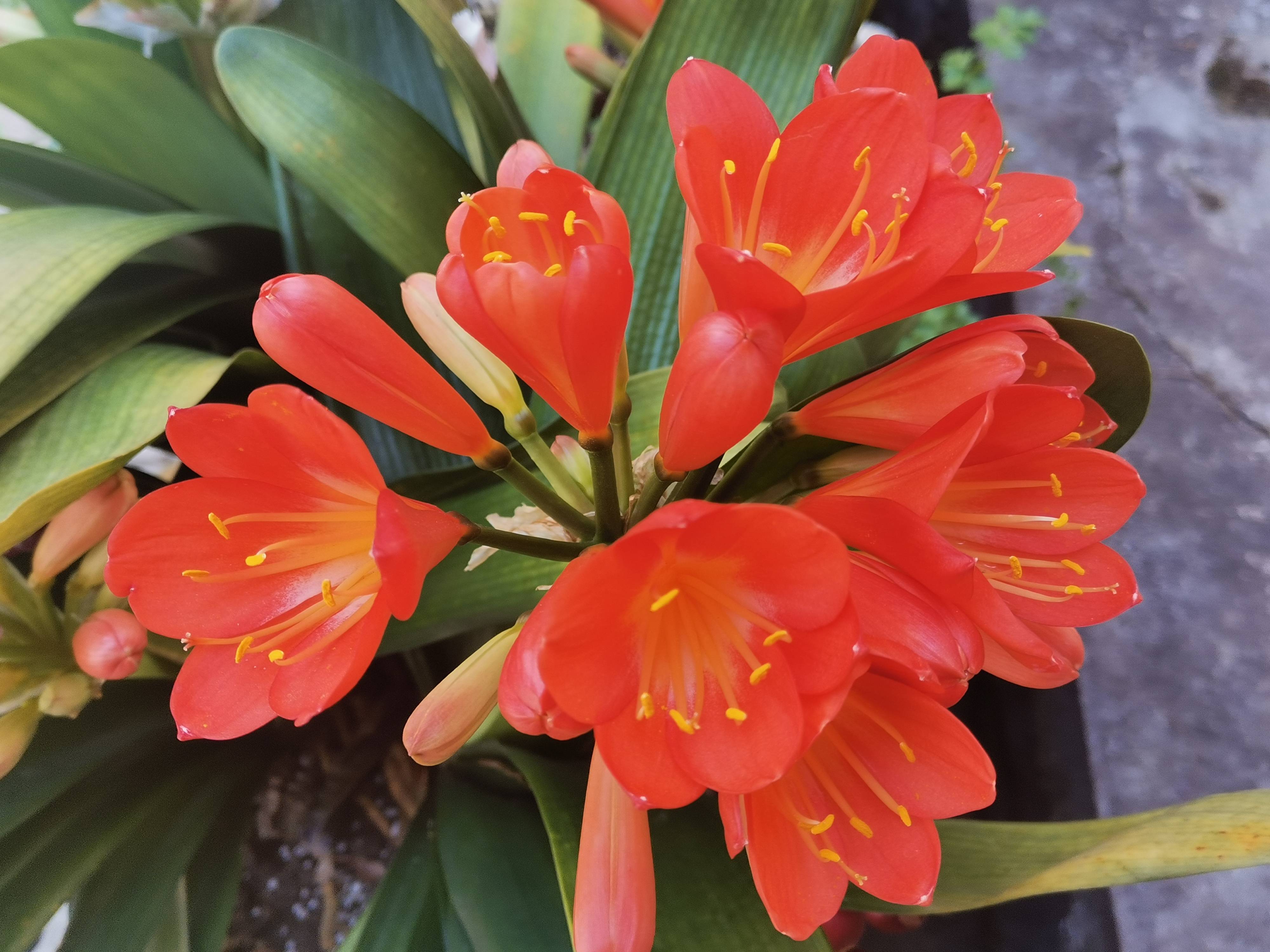 云南泸水鲁掌的花儿开了