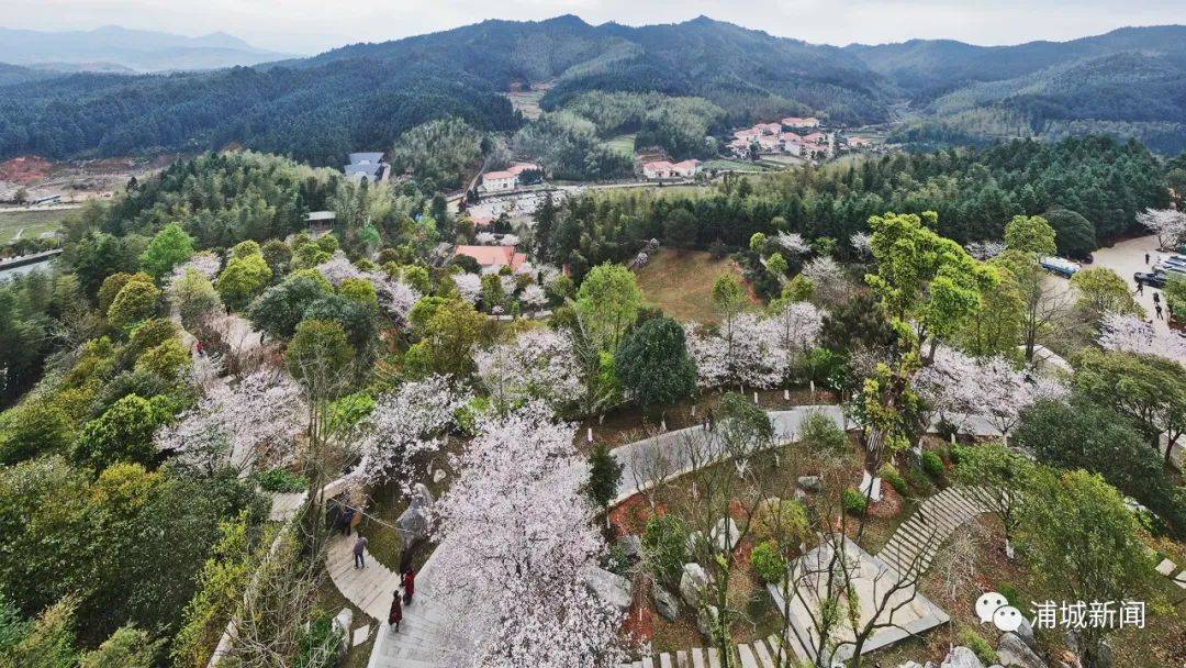 已進入觀賞期已進入觀賞期已進入觀賞期目前櫻園烏陰橋櫻園農業休閒