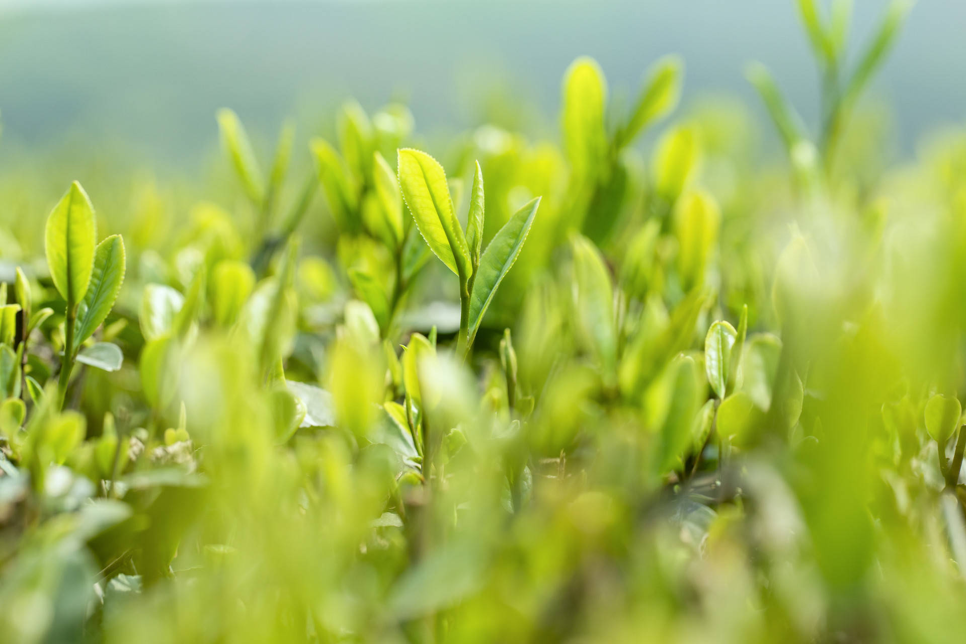 明前茶一芽一葉等待8400小時的早春茶味