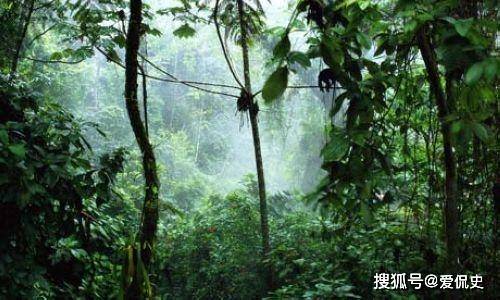 为什么会说亚马逊雨林是人类禁区？到底多恐怖？去过的人都吓死了