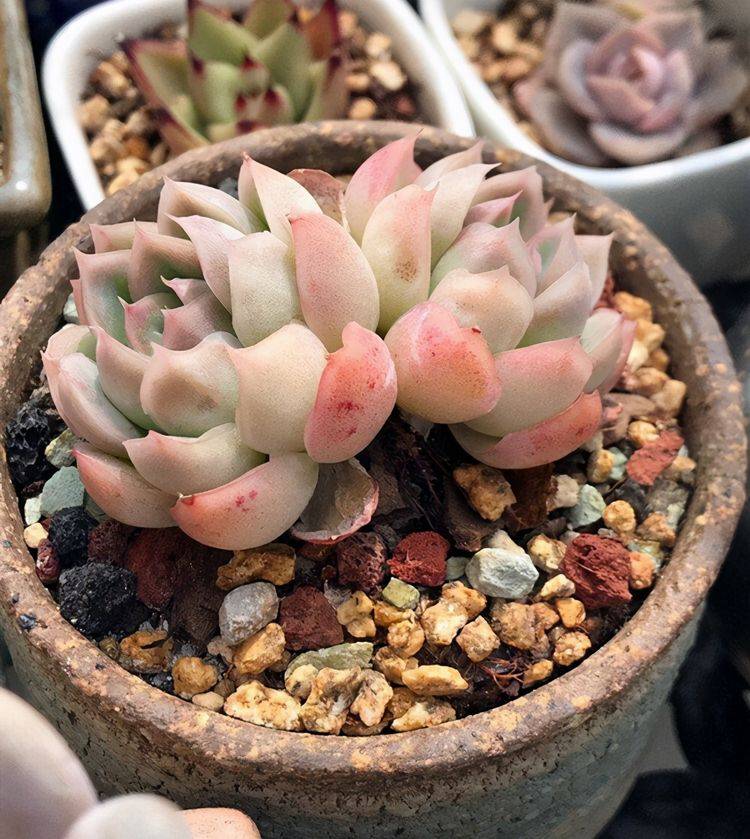 多肉植物简介,魅惑之宵,冰雪女王,猎户座,晚霞,薄叶蓝鸟