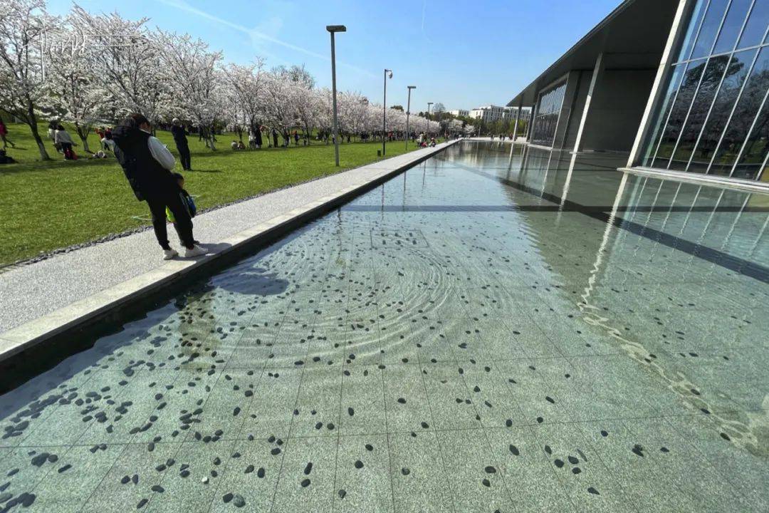 遇见美好杭州，到良渚看樱花时，这些水里的石子却让人略感扫兴