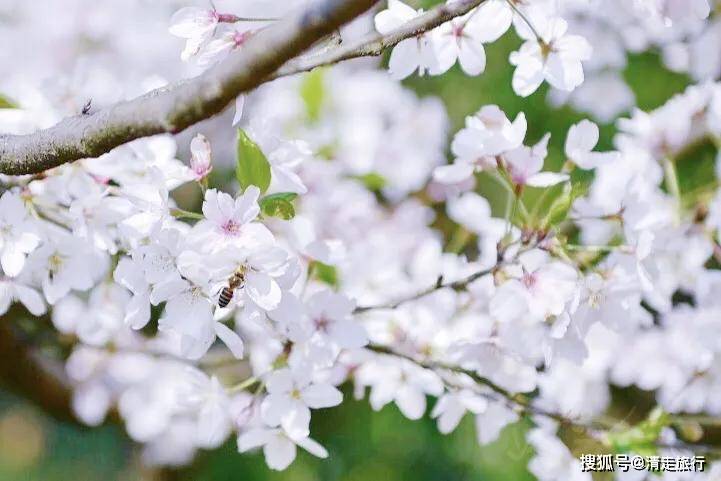 杭州爆红的太子湾公园，被称为杭州春天的代表，到底值不值得去？