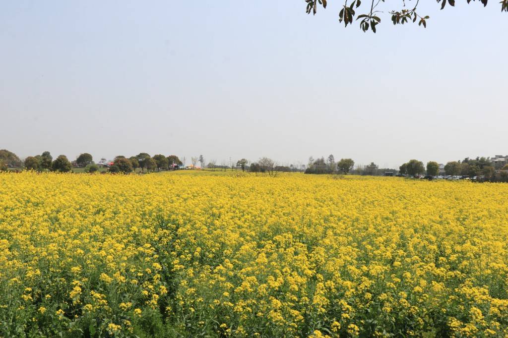 南京高淳的油菜花海简直美爆了!