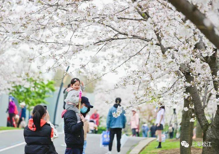 八成以上绽放，辰山植物园染井吉野樱迎来最佳观赏期