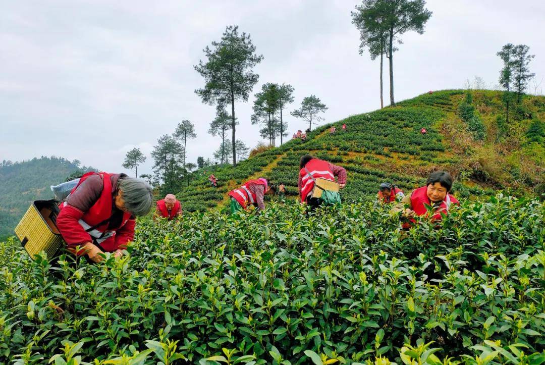 江口桃映：有一个被茶叶覆盖的茶村