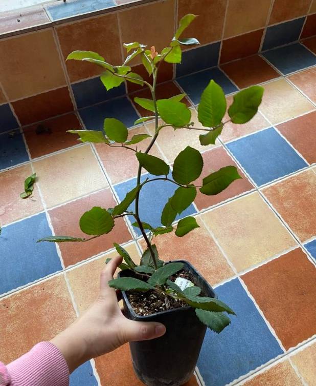 原创蓝妖月季小苗都适合压枝促笋吗选准时机更重要