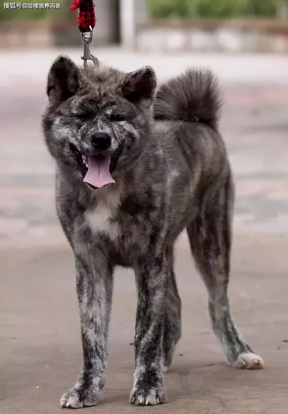 原创中华田园犬是燃烧颜值长大的从可爱转型霸气虎斑犬让人惊艳了