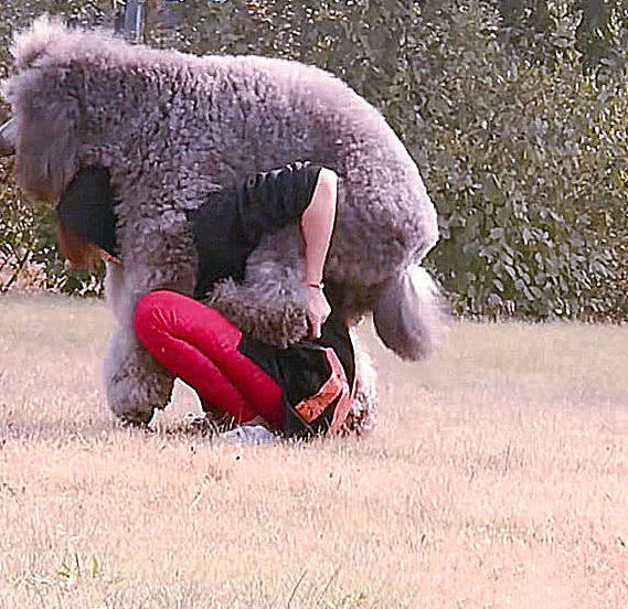 原创巨型狗狗不愿意回家,女子弯腰驼在了背上:体重有些吃不消呀