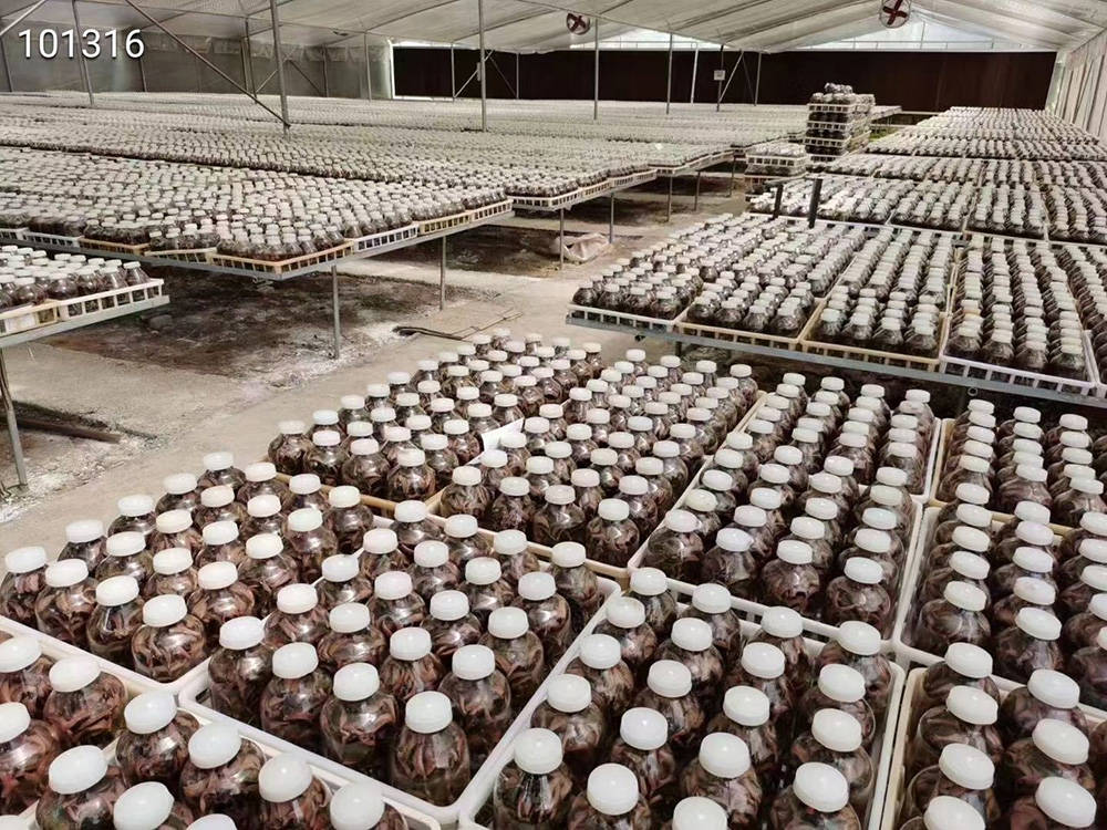 滇信堂金线莲的栽培技术和采收方法 进行