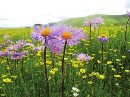 有花粉症防疫须升级 口罩