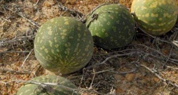 为什么沙漠里的西瓜，就算口渴也不敢碰？看完涨知识
