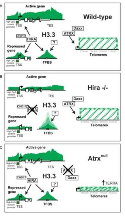 Cell Press：投稿时要提交的图形摘要怎么做？_埃米