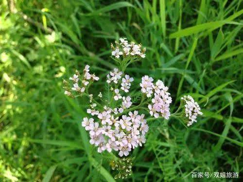 花海无边雪山壮丽 新疆赛里木湖花海即将亮相 快来看赏花大全 旅景网