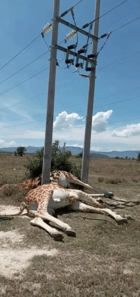 长颈鹿躺下会死图片