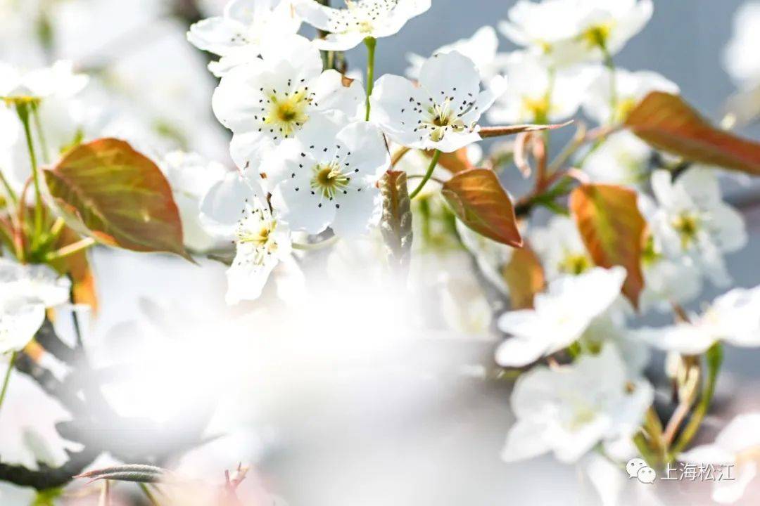 这里整片梨花盛开，让松江的春天更加惊艳