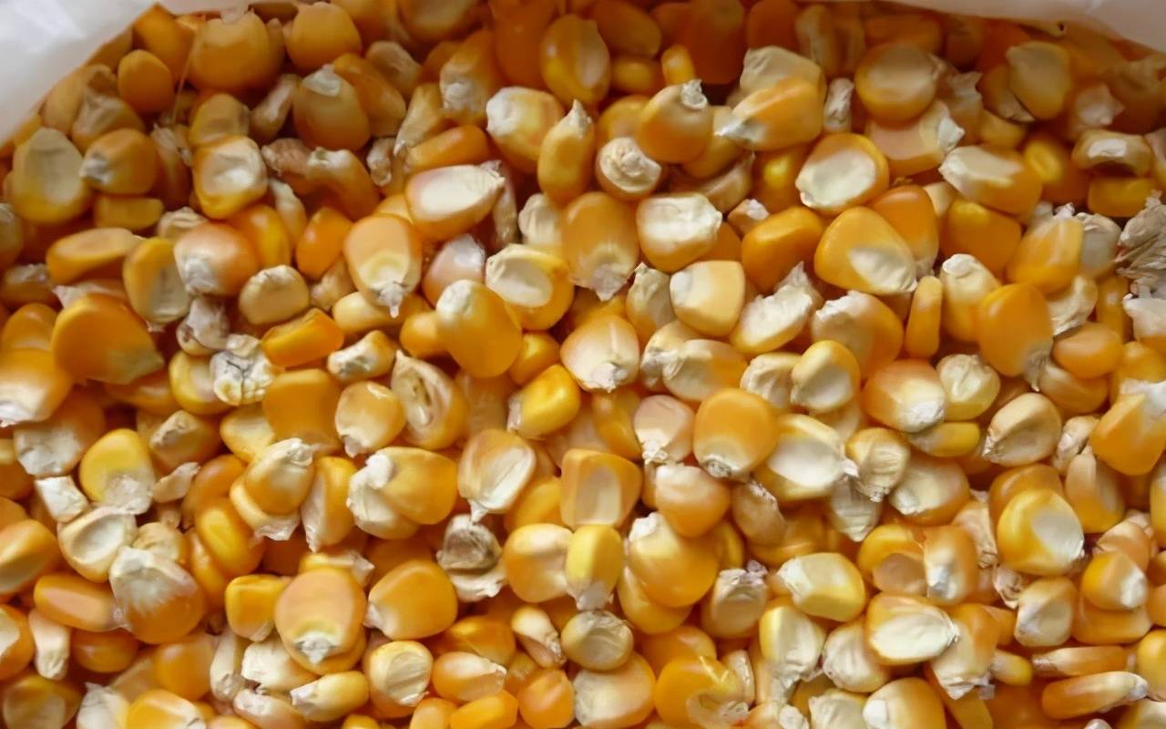 原创老玉米做窝料嫩玉米做饵加上这两个技巧草鱼很容易就上钩了