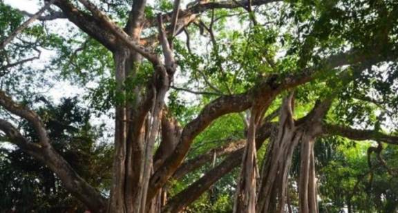 中缅边境处一神奇景观：一颗榕树存在近千年，有多壮观你很难想到