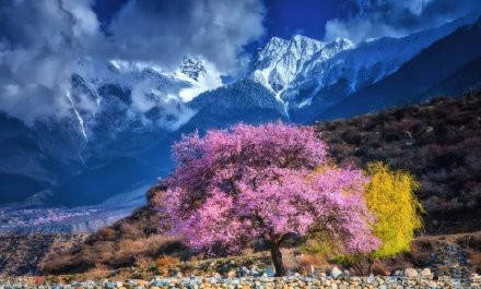 2021年西藏林芝桃花节开幕：雪山之下的桃花海重现人间！