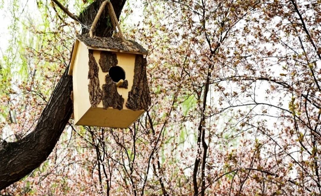 邯郸龙湖公园给小鸟建造房子，还是大产权。