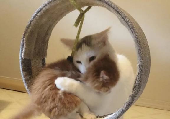 猫咪叫声播放 652c83fcb30146d0b4da0f37b43123d0.jpeg