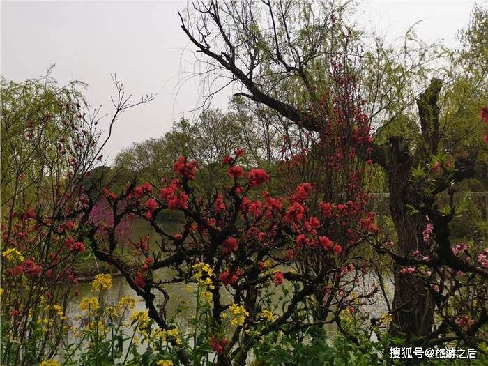 上海看桃花的好地方，欣赏乡村美景，回归自然的农家生活