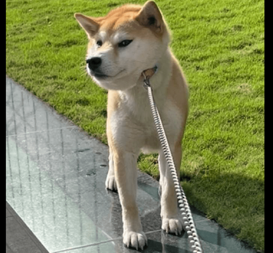 网友带柴犬出去玩,到吃饭时间它却怎么也不愿走,这表情好倔强!